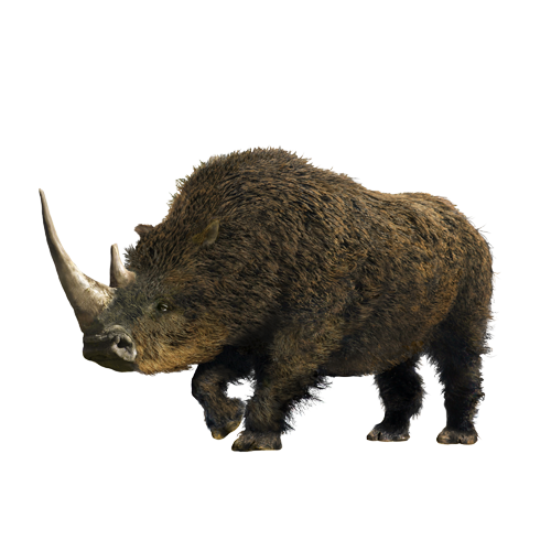 Le rhinoceros laineux