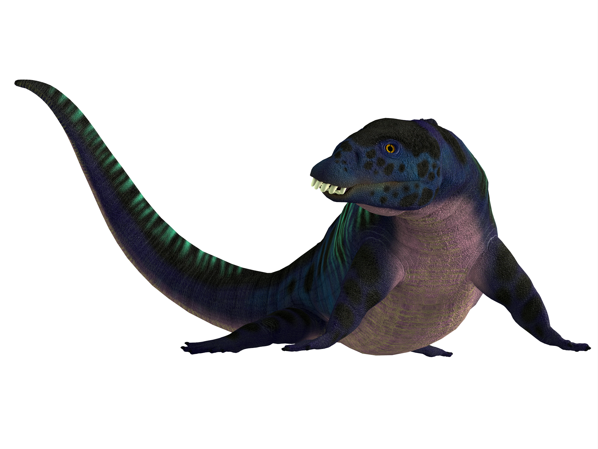 placodus