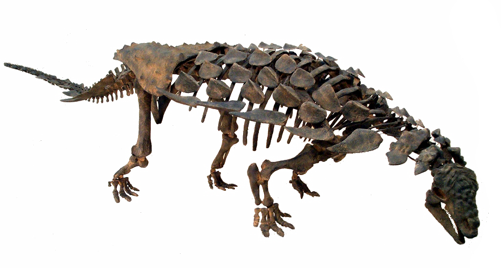squelette ankylosaurus