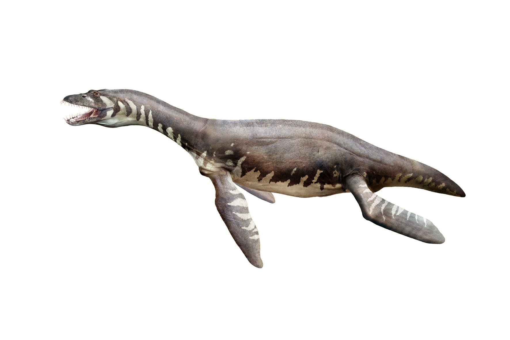 Cryptoclidus