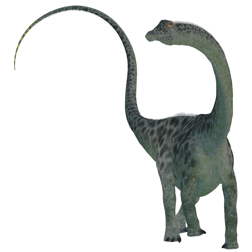 diplodocus