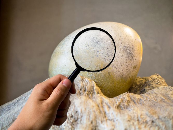 Animations - Parc Dino-Zoo