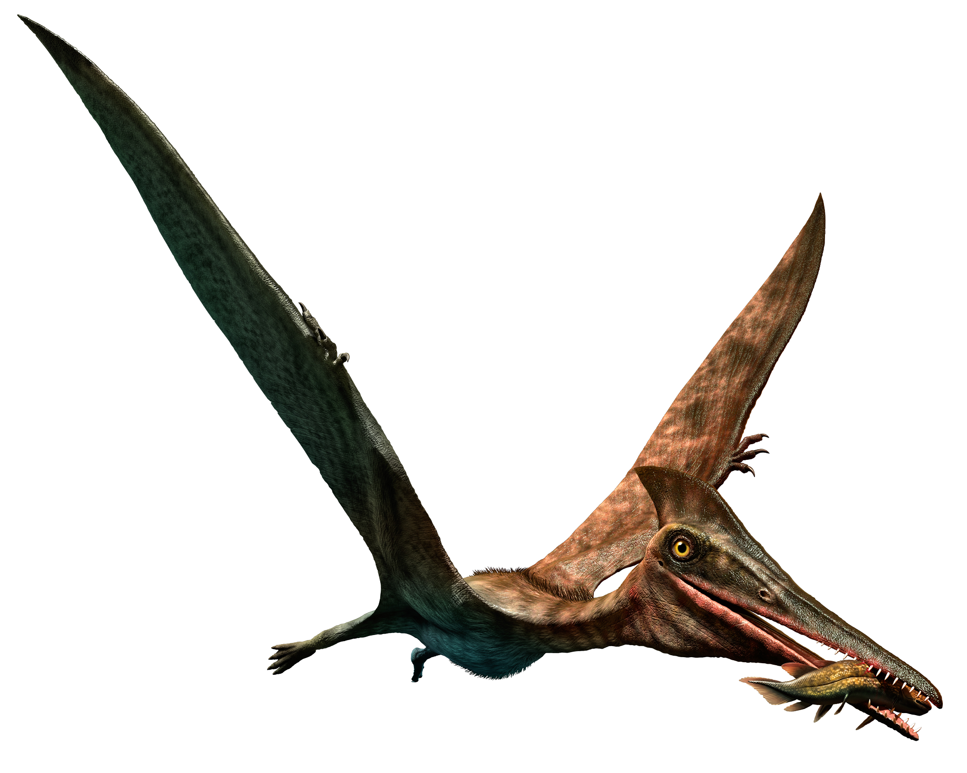 cearadactylus