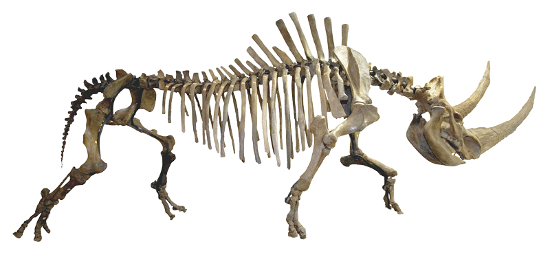 squelette rhinoceros