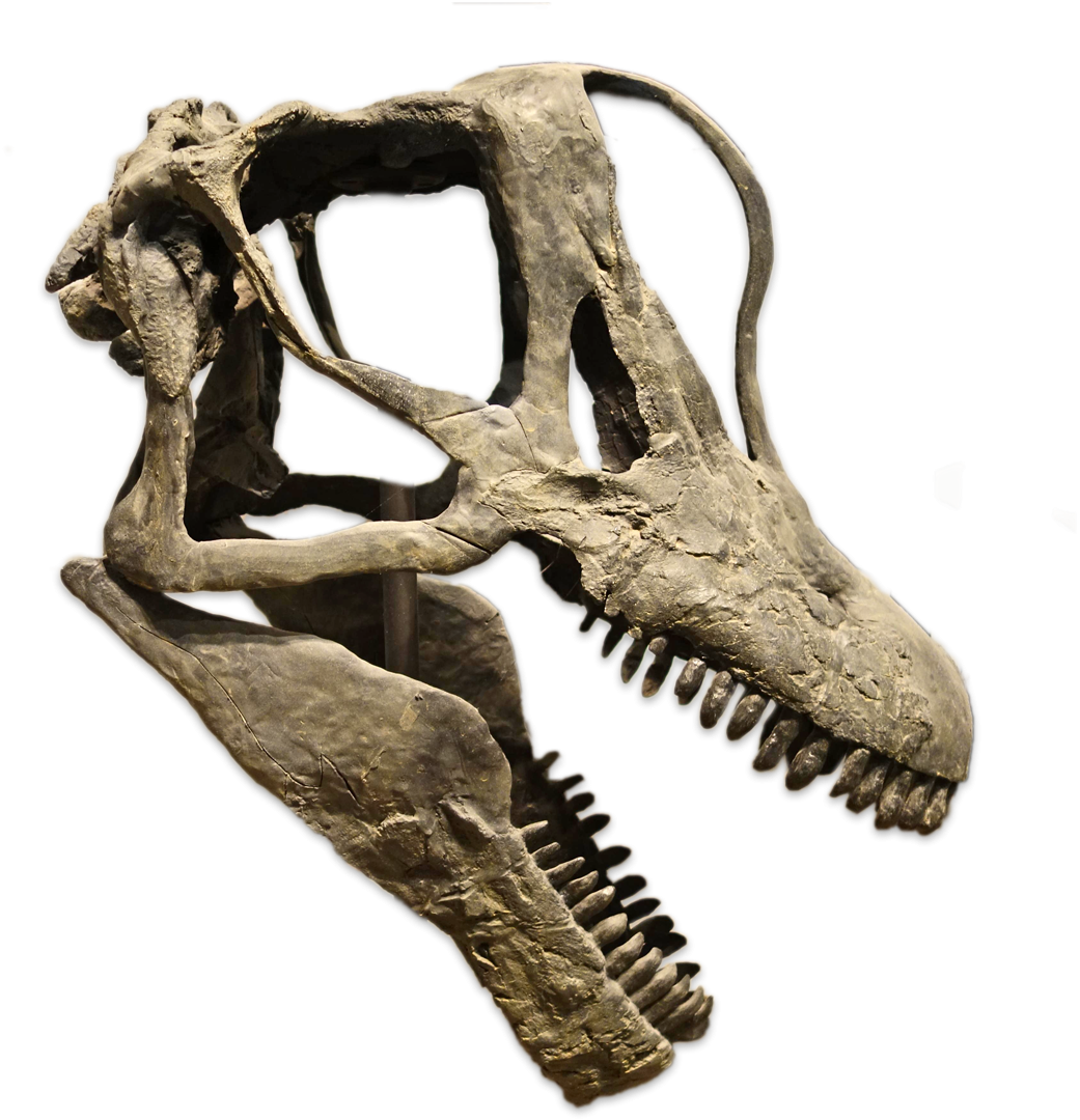 Crâne du brachiosaurus