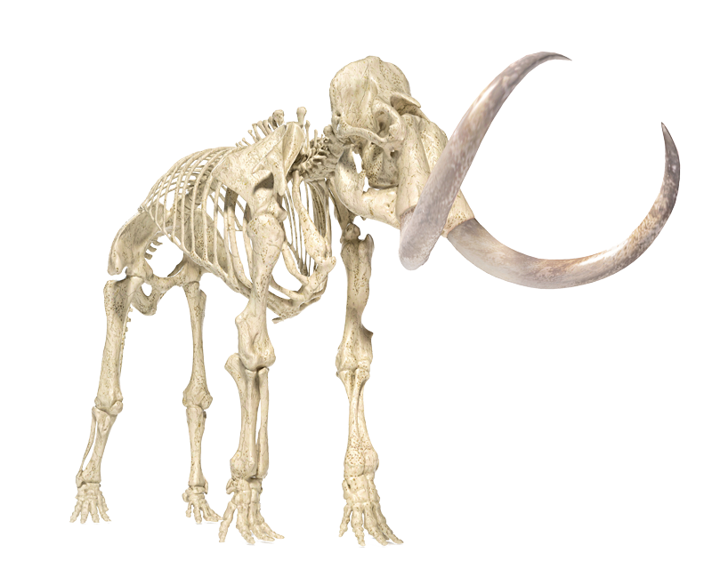 squelette mammouth