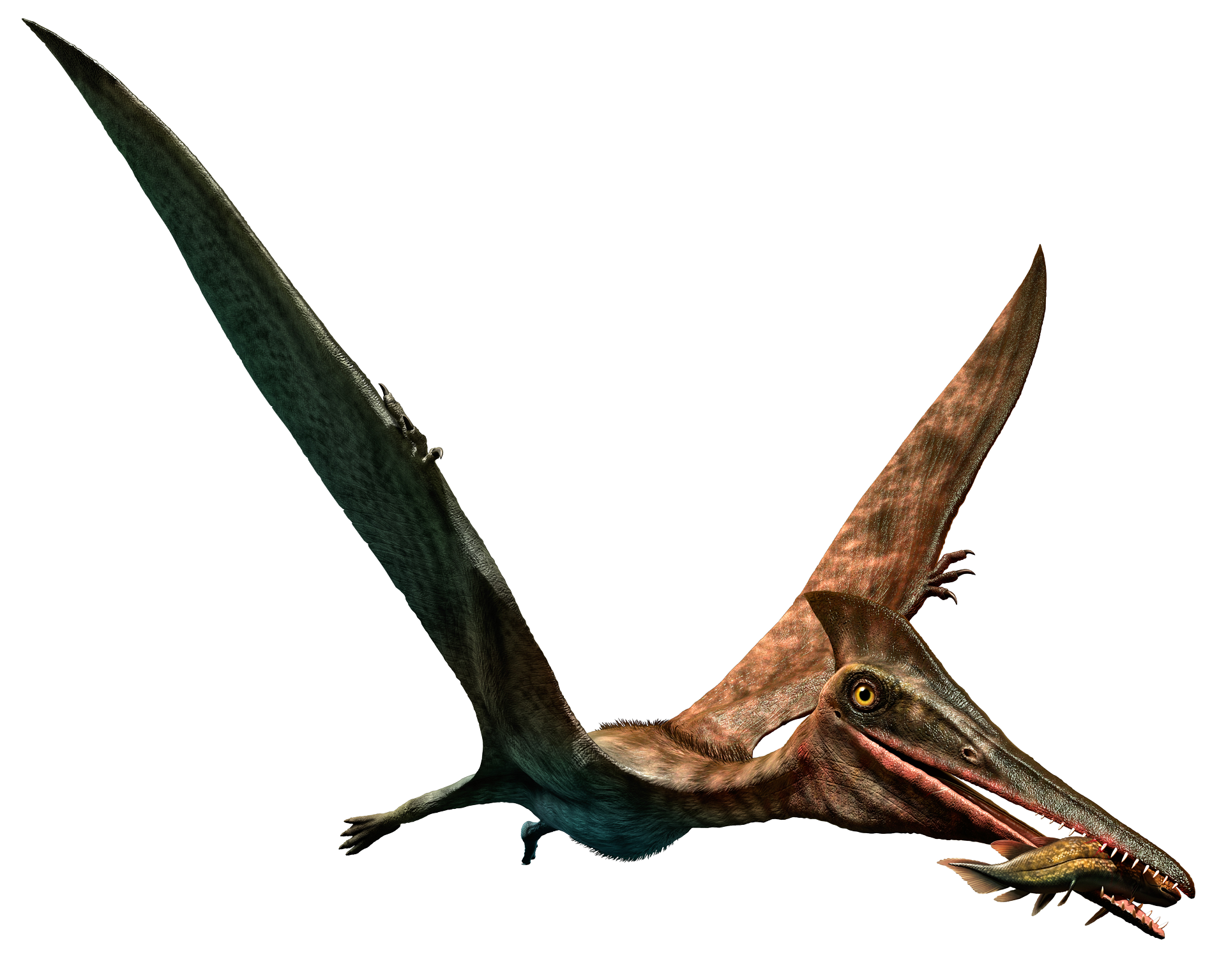Cearadactylus