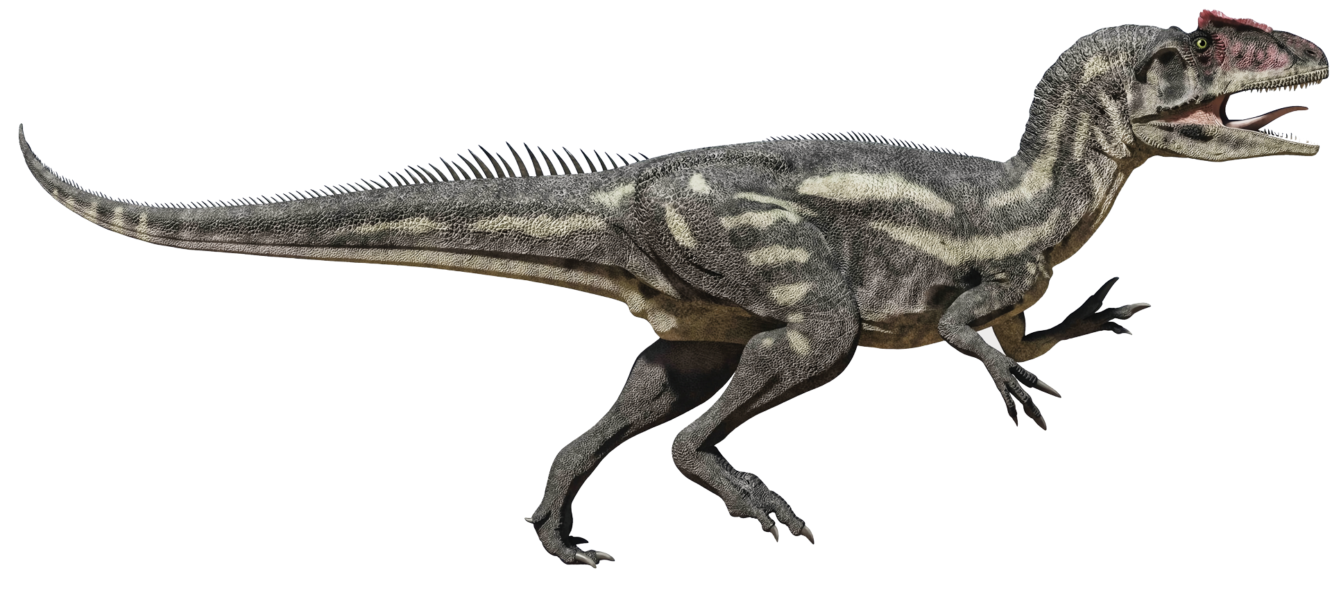 Le Tyrannosaurus-Rex