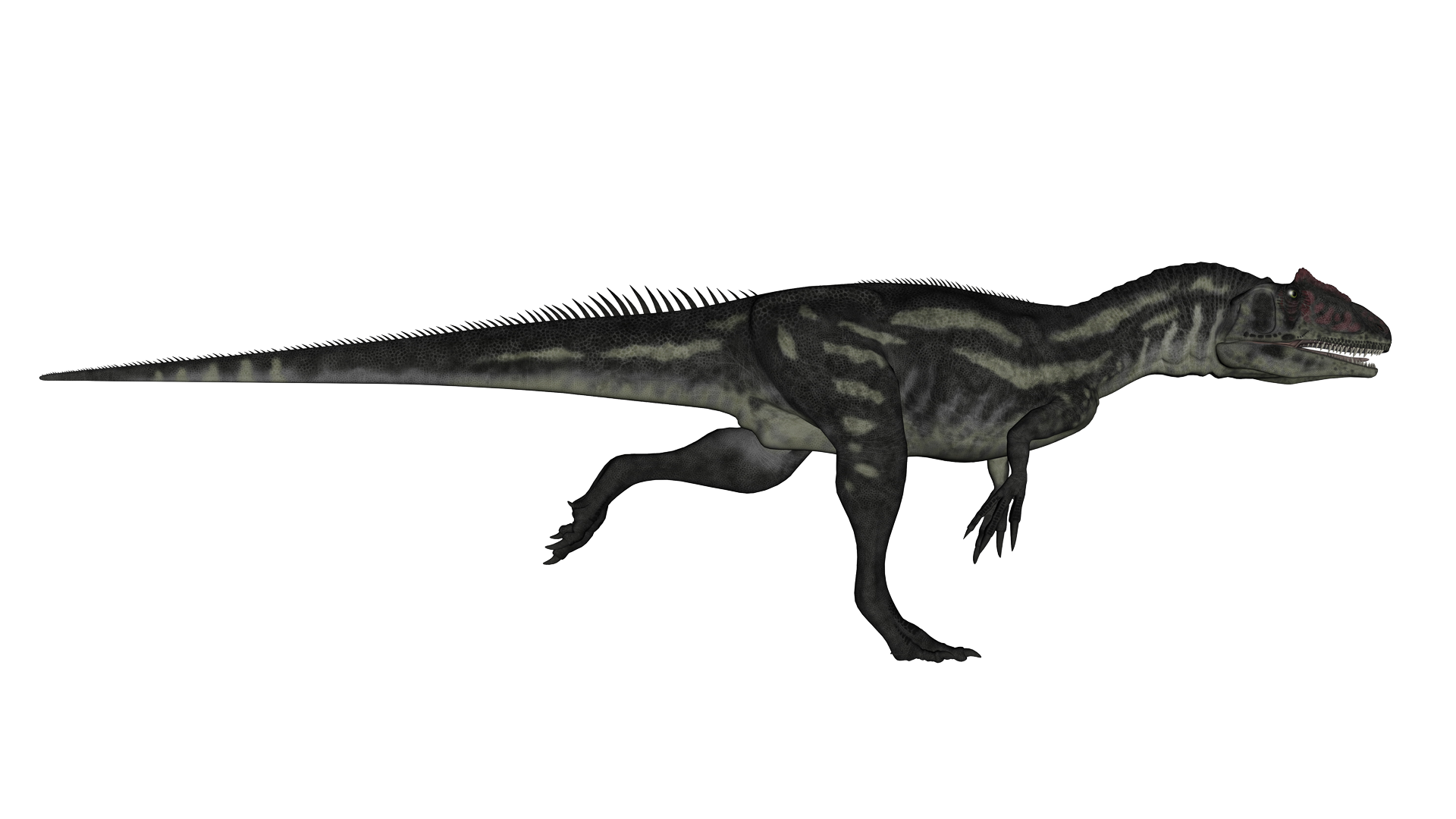 allausurus