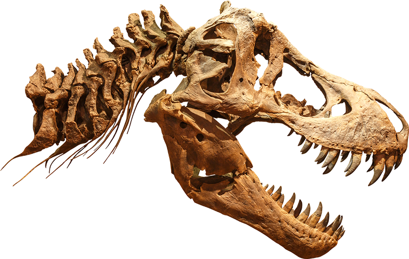 crane t-rex