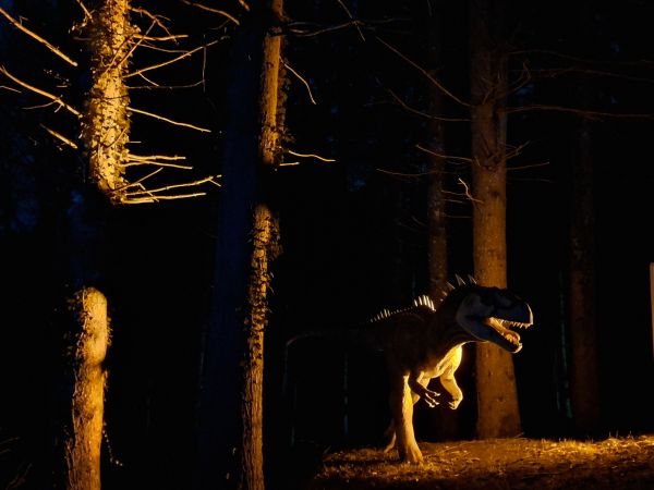 nocturne sapinière