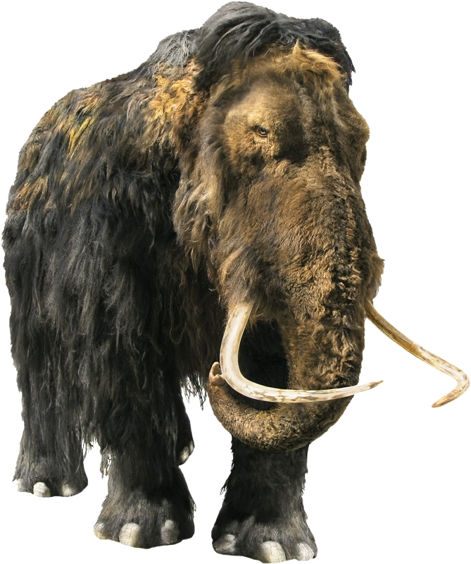 mammouth